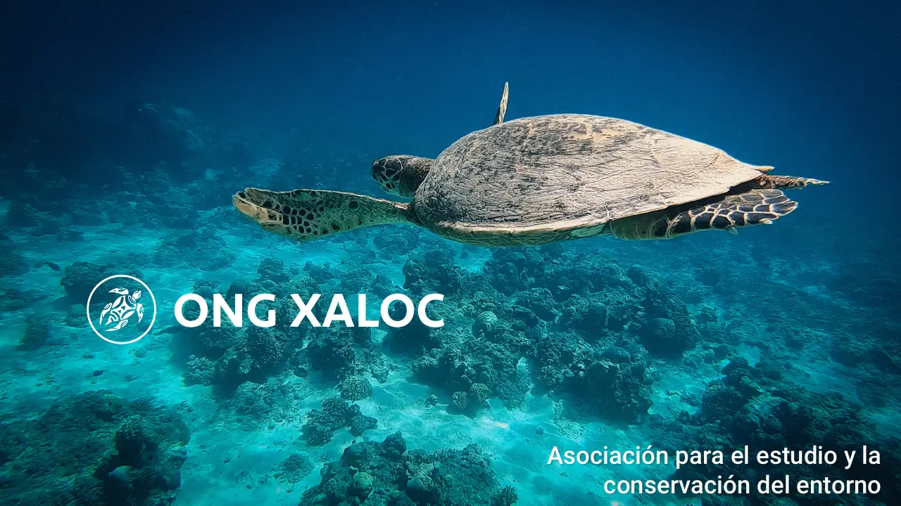 Dossier institucional de Xaloc — disseny i maquetació del document de presentació de l'organització (22 pàgines). — Pàgina 1