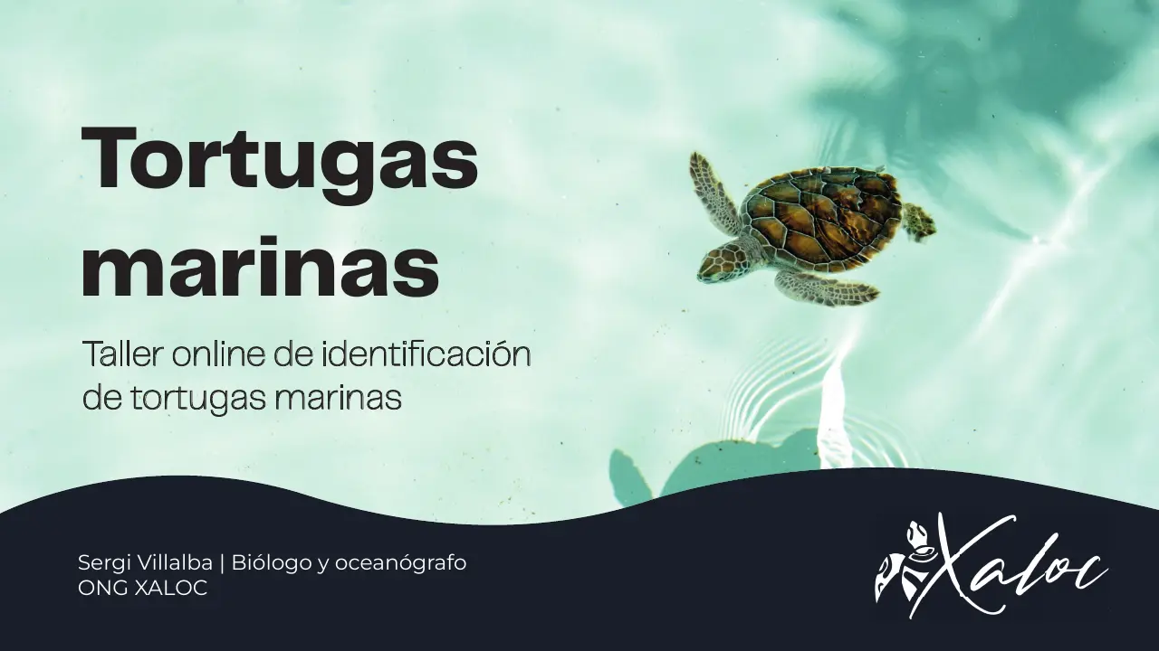 Taller en línia de tortugues marines — disseny dels materials educatius de la presentació (33 pàgines). — Pàgina 1